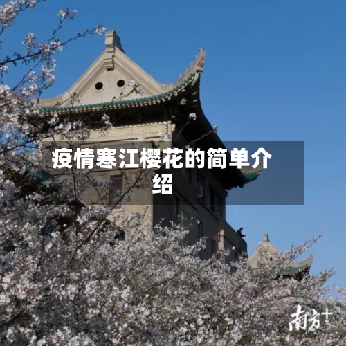 疫情寒江樱花的简单介绍-第2张图片