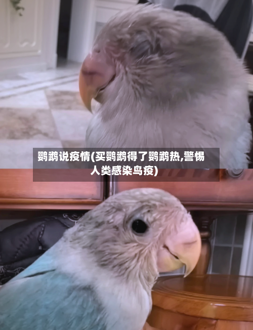 鹦鹉说疫情(买鹦鹉得了鹦鹉热,警惕人类感染鸟疫)