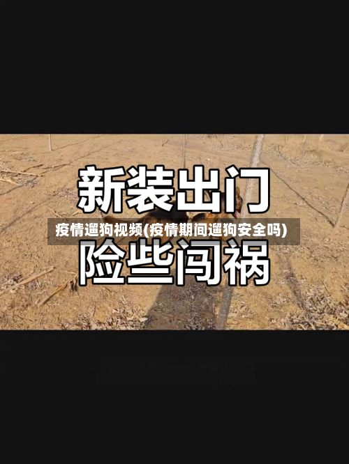 疫情遛狗视频(疫情期间遛狗安全吗)-第3张图片