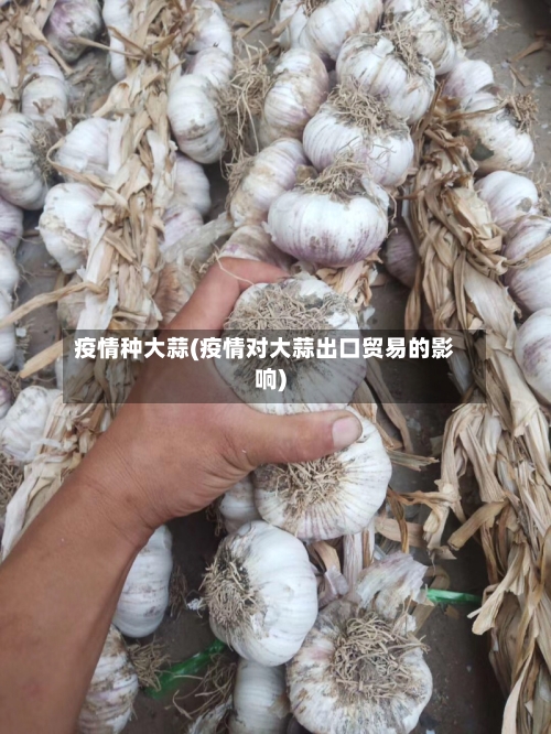 疫情种大蒜(疫情对大蒜出口贸易的影响)