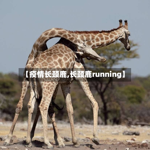 【疫情长颈鹿,长颈鹿running】-第3张图片