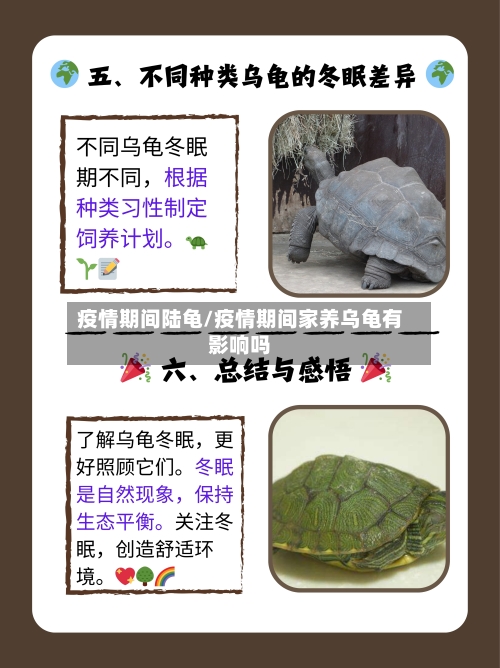 疫情期间陆龟/疫情期间家养乌龟有影响吗